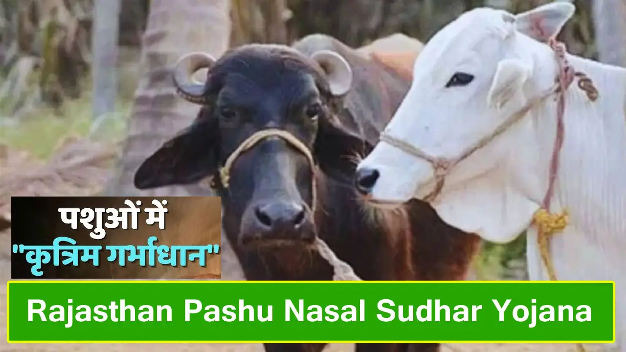 पशु नस्ल सुधार योजना राजस्थान : ऑनलाइन आवेदन, दस्तावेज व पात्रता जानें - 70 रुपए में पैदा होगी उच्च नस्ल की बछड़ी!