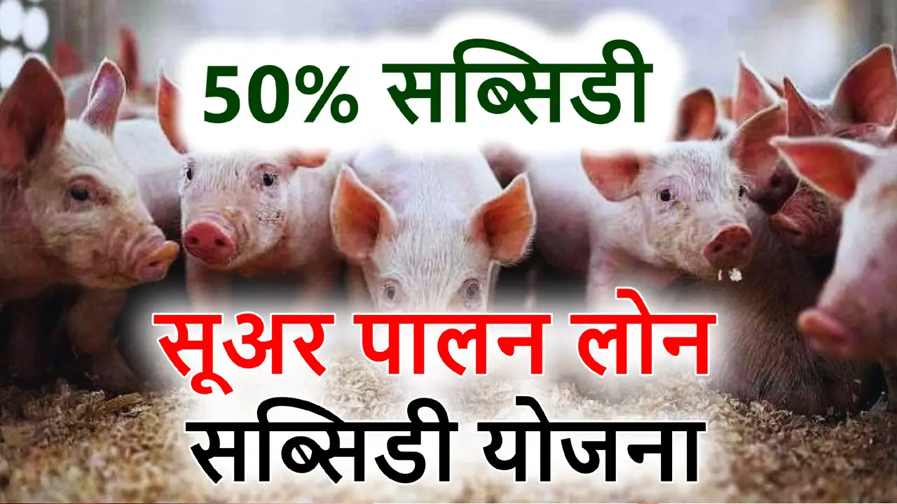 सूअर पालन लोन सब्सिडी योजना 2025 - Suar Palan loan Yojana 50% Subsidy